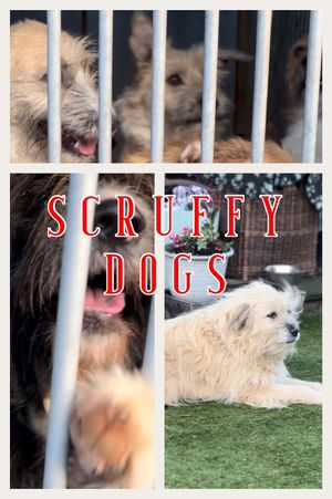 Scruffy Dogs's poster