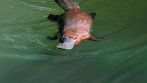 Platypus: World's Strangest Animal's poster