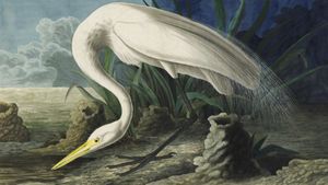 Audubon's poster