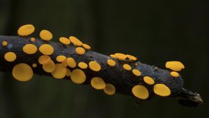 The Kingdom: How Fungi Made Our World's poster