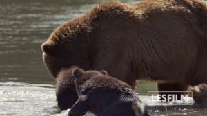 Kamchatka Bears. Life Begins's poster