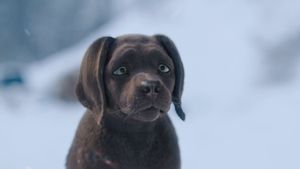 Cat and Dog's poster