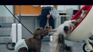 Cat and Dog's poster