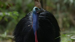Dino Bird's poster