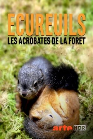 Secrets of Squirrels's poster