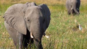 Elephant's poster