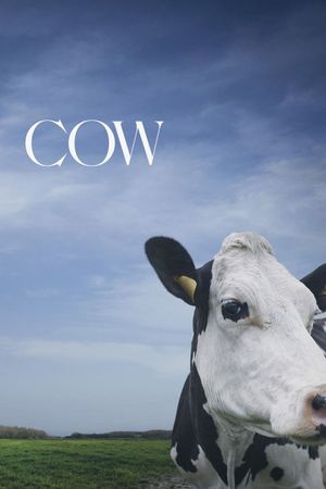 Cow's poster