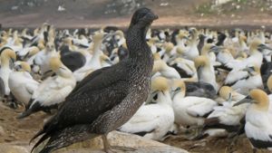 Gannets: The Wrong Side of the Run's poster