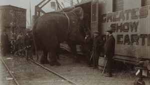 The Tragic Story of Fritz the Elephant's poster