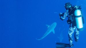 World's Biggest Bull Shark?'s poster