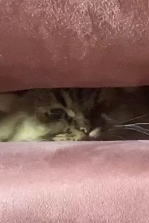 A Cat's Ascend To Claustrophobic Tranquility's poster image