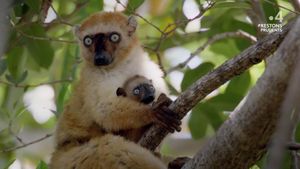 Primates: The Strength of the Clan's poster