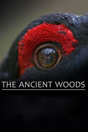 The Ancient Woods's poster