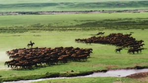 The Herdsman's poster
