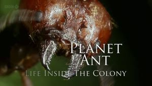 Planet Ant: Life Inside The Colony's poster