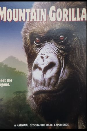 Mountain Gorilla's poster