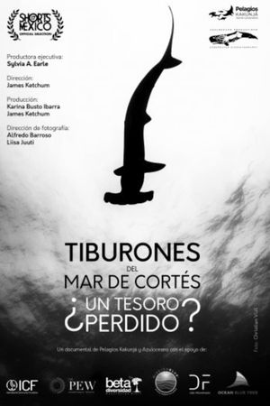 Tiburones Del Mar De Cortés: ¿Un Tesoro Perdido?'s poster