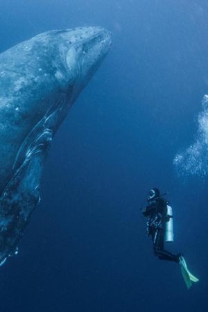 Whale Patrol's poster image