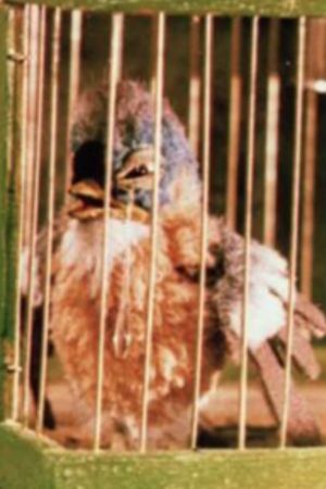 Gazouilli, petit oiseau's poster
