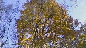 Leaves's poster