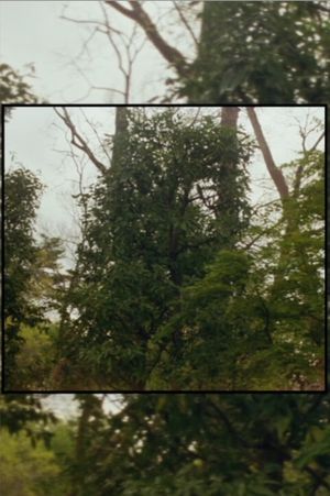 Available Light's poster