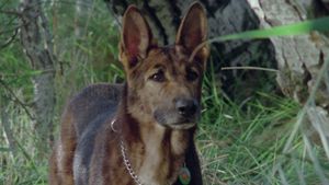 A Dog Called... Vengeance's poster
