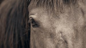 Aus Liebe zum Mustang's poster