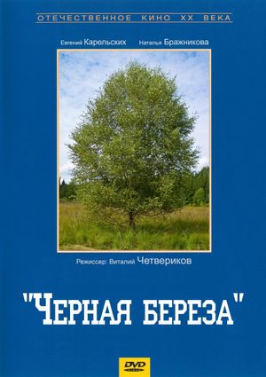 Black Birch's poster