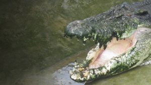 Man-Eating Super Croc's poster