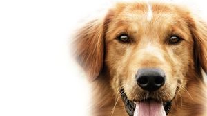 A Dog's Purpose's poster