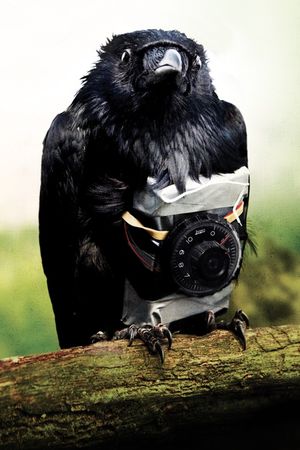 Four Lions's poster