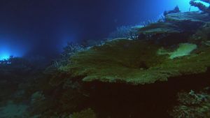The Moon's Spell on the Great Barrier Reef's poster