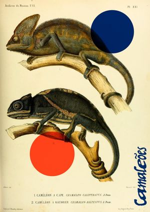 Chameleons's poster