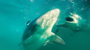 Bull Shark vs Hammerhead's poster