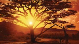 Nowhere in Africa's poster