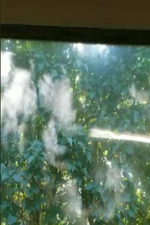 Leaves of Light's poster