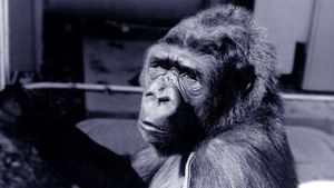 Koko: A Talking Gorilla's poster