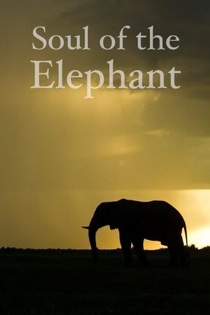 Soul of the Elephant's poster