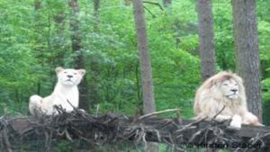 The White Lions of Timbavati's poster