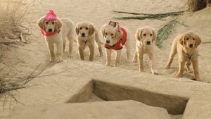 Treasure Buddies's poster