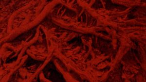 Language of the Entrails's poster