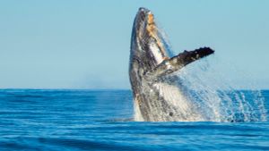 Shark Vs. Whale's poster