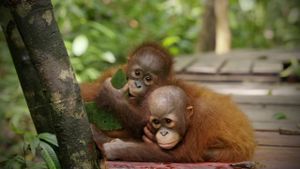 Red Ape: Saving the Orangutan's poster