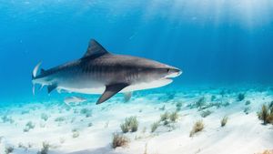 World's Biggest Tiger Shark's poster