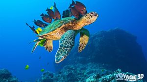 OceanWorld 3D's poster