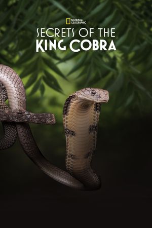 Secrets of the King Cobra's poster