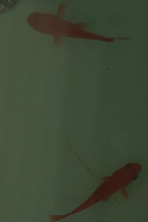 Room on the Shore's poster