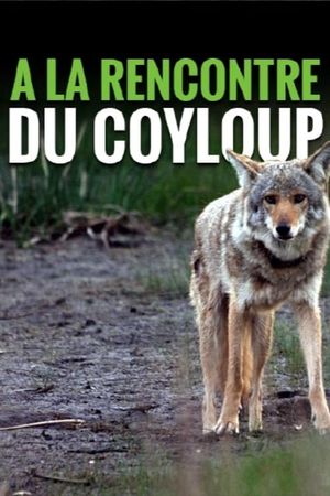 A la rencontre du coyloup's poster