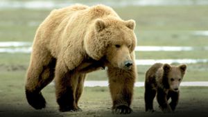 Grizzly Man's poster