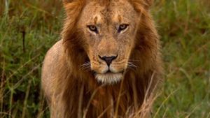 African Cats's poster